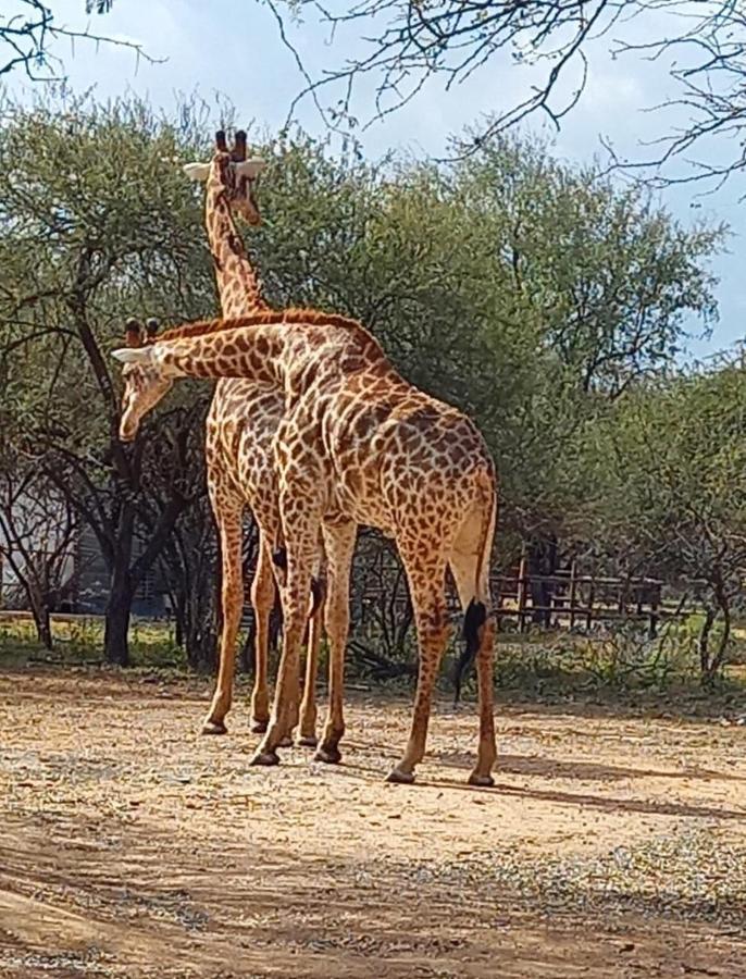 Kudus Crest Bush Retreat Appartement Marloth Park Buitenkant foto