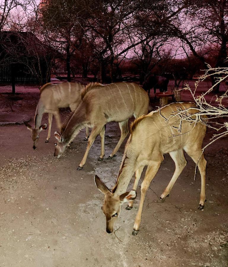 Kudus Crest Bush Retreat Appartement Marloth Park Buitenkant foto