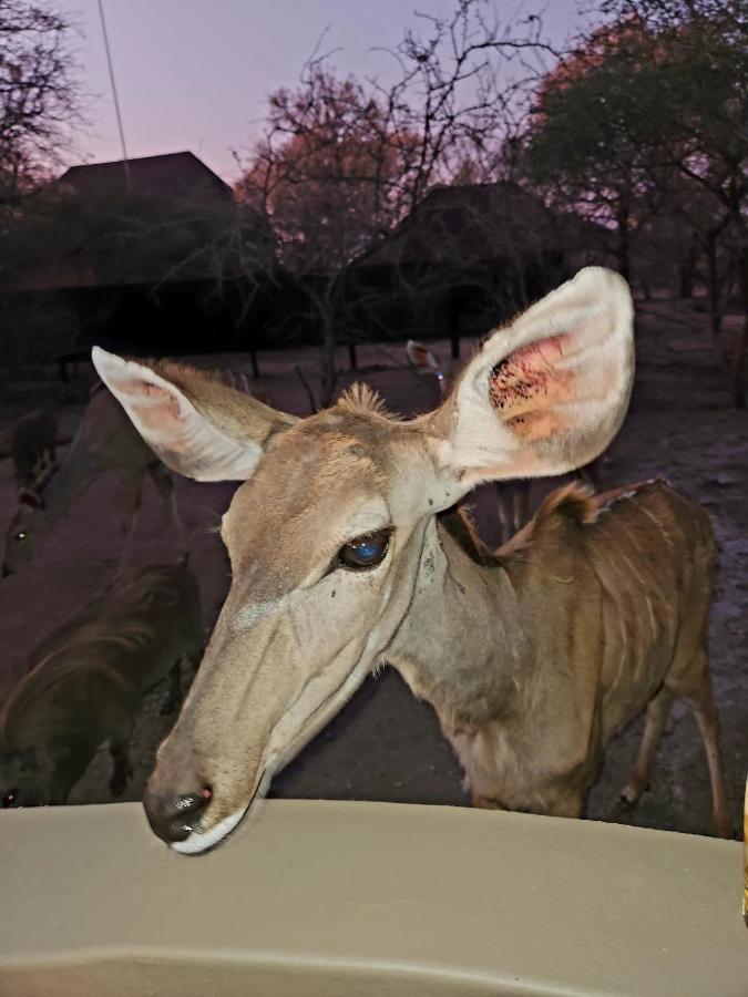 Kudus Crest Bush Retreat Appartement Marloth Park Buitenkant foto
